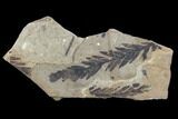 Metasequoia Fossil - Cache Creek, BC #99316-1